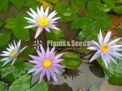 Ismorolda water plant (ඉස්මොරල්ඩා )