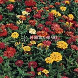 FLOWER SEEDS