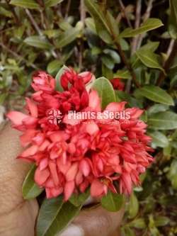 Ixora ( ඉක්සොරා )