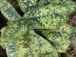 Aglaonema ( ඇග්ලොනිමා වර්ග )
