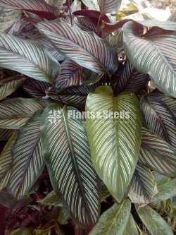Aglaonema ( ඇග්ලොනිමා වර්ග )