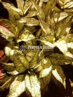 Aglaonema ( ඇග්ලොනිමා වර්ග )