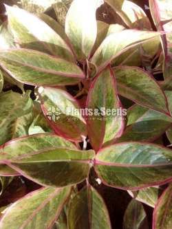 Aglaonema ( ඇග්ලොනිමා වර්ග )