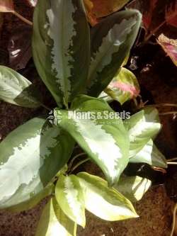 Aglaonema ( ඇග්ලොනිමා වර්ග )