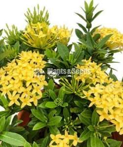 Ixora ( ඉක්සොරා )