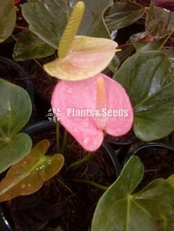 Lady jane (මල් සහිත කට් size පැල)