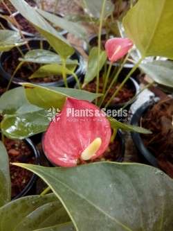 Lady jane (මල් සහිත කට් size පැල)