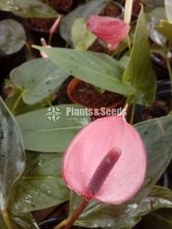 Lady jane (මල් සහිත කට් size පැල)