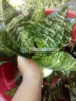 Sansevieria bird nest
