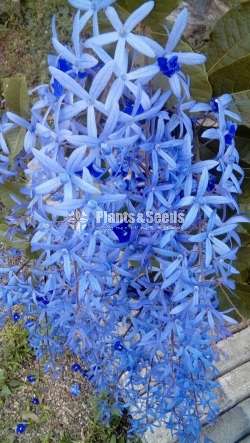 Flower plants