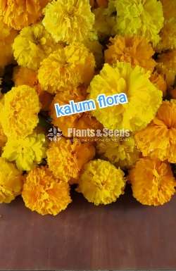 Daspethiya (දාස්පෙතියා )