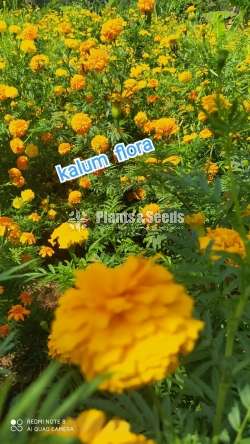 Daspethiya (දාස්පෙතියා )
