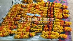 Daspethiya (දාස්පෙතියා )
