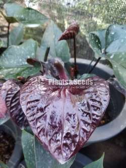 Bankok anthurium package