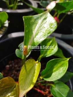 Bankok anthurium package