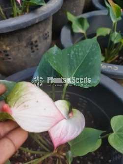 Bankok anthurium package