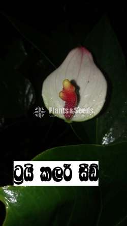 Bankok anthurium seed