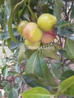 Plums plants ( ප්ලම්ස් )