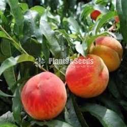 Peaches plants (පීචස් )
