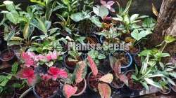 Aglaonema ( ඇග්ලොනිමා වර්ග )