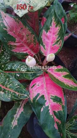 Aglaonema ( ඇග්ලොනිමා වර්ග )