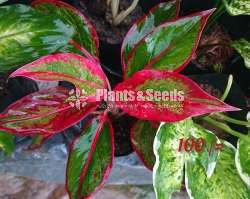 Aglaonema ( ඇග්ලොනිමා වර්ග )