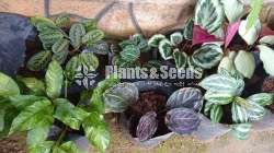 Calatheya plants for sale