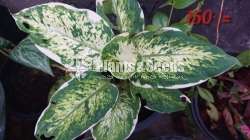Calatheya plants for sale