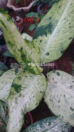 Calatheya plants for sale