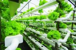 Low space garden (HYDROPONIC SYSTEM)