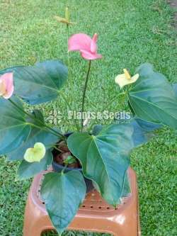 Lady jane anthurium for sale 