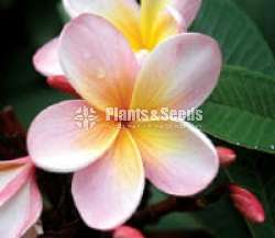 Araliya plants for Sale (අරලිය )