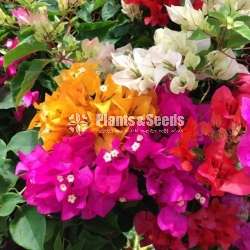 Bougainvillea plants for sale