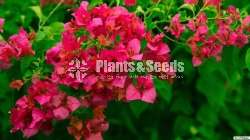 Bougainvillea plants for sale