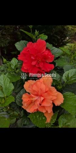 Healthy hibiscus plants ( වද මල් )
