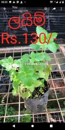 Herbal plants ( ඖෂධ පැළ )