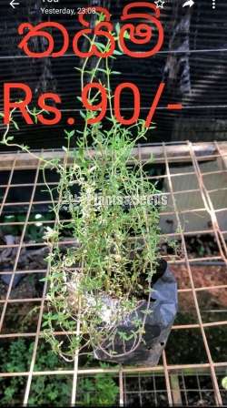 Herbal plants ( ඖෂධ පැළ )
