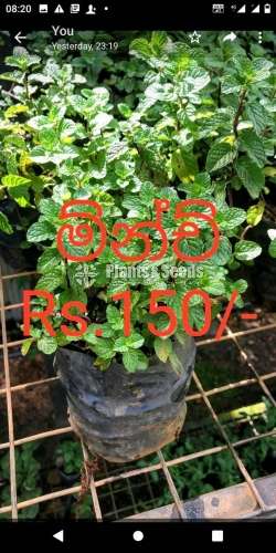 Herbal plants ( ඖෂධ පැළ )