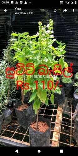 Herbal plants ( ඖෂධ පැළ )