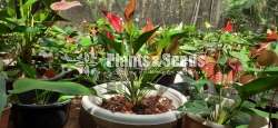 Million flower anthurum (මිලියන් ඇන්තුරියම් )
