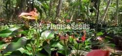 Million flower anthurum (මිලියන් ඇන්තුරියම් )