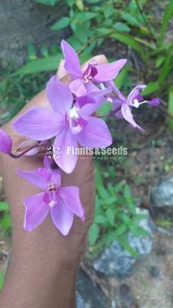Ground Orchids (ග්‍රවුන්ඩ් ඔර්කිඩ් )