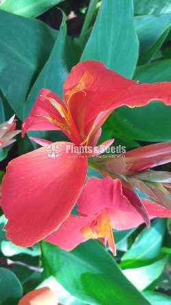 Baby Canas (බේබි කැනාස්)