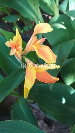 Baby Canas (බේබි කැනාස්)