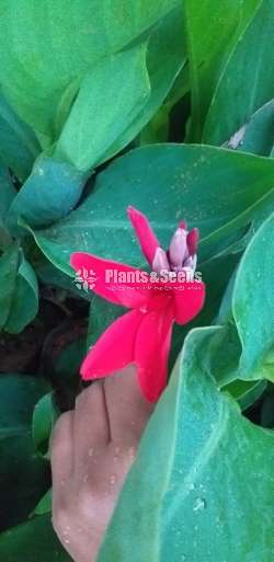Baby Canas (බේබි කැනාස්)