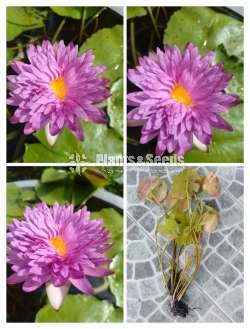  KOH පදුරු (Water plants)