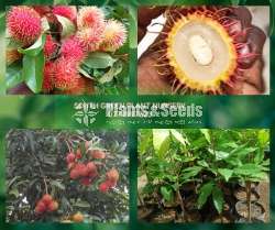මල්වාන ස්පෙශල් රඹුටන් (Rabutan)