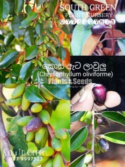 කොස්ඇට ලාවලු (Kosata lawalu)