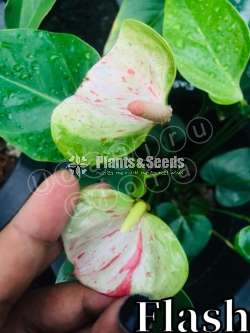 Anthurium Flash ( ෆ්ලෑශ් )