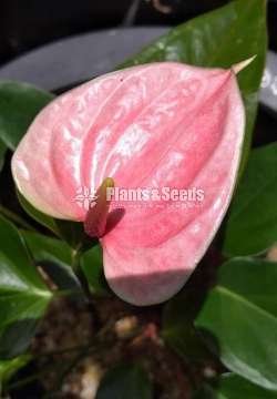  Pinky jane plants (පින්කි ජේන් පැල )